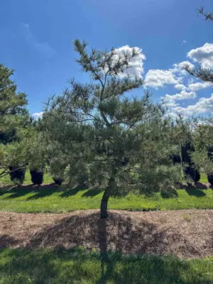Japanese Red Pine #16