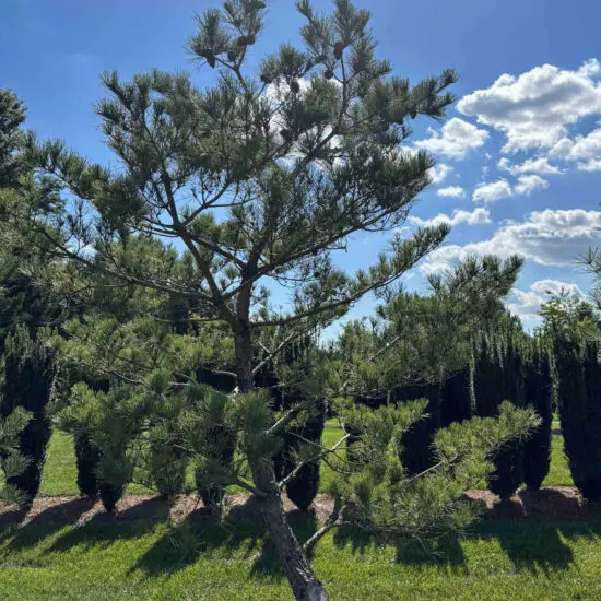 Japanese Red Pine #24 3 Japanese Red Pine #24 Pd0024 1