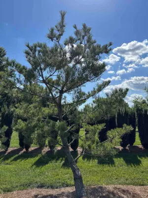 Japanese Red Pine #24