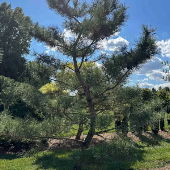 Japanese Red Pine #39 2 Japanese Red Pine #39 Pd0039 1