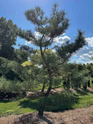 Japanese Red Pine #39