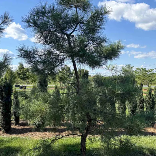 Japanese Red Pine #71 Pd0071 1