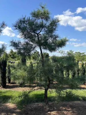 Japanese Red Pine #71