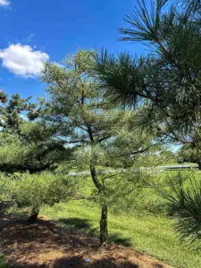 Ornamental Pine Catalog Pd0082 1