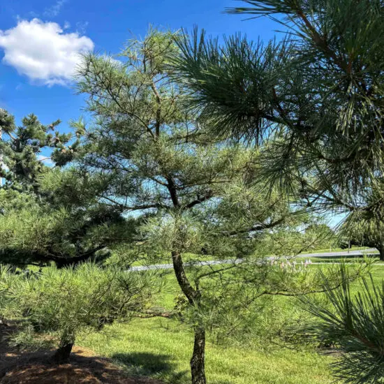 Japanese Red Pine #82 Pd0082 1