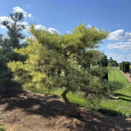 Variegated Japanese Red Pine #4 Pdb0004