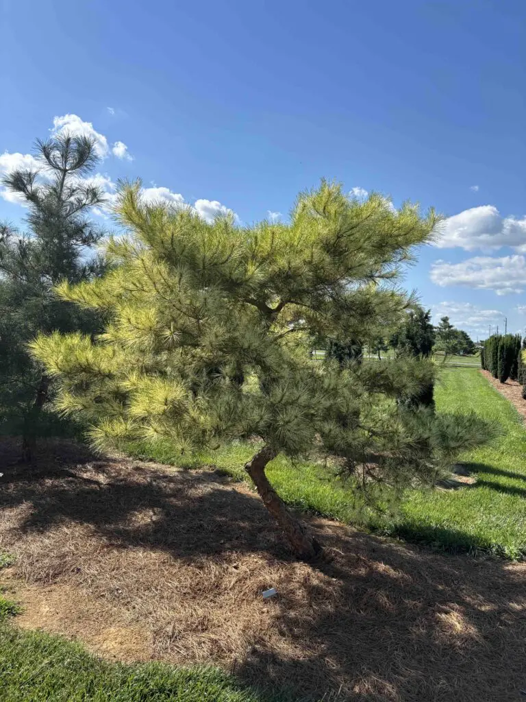 Ornamental Pine Catalog 49 Variegated Japanese Red Pine #4