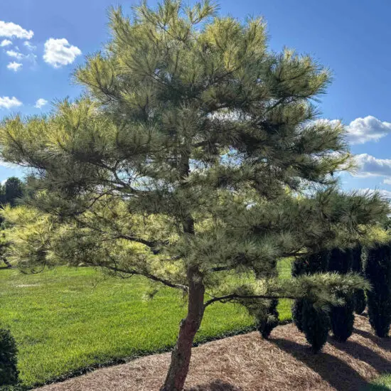 Variegated Japanese Red Pine #8 Pdb0008 1 1