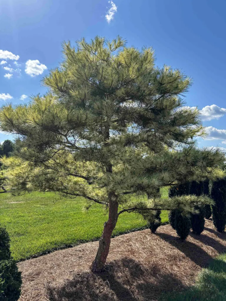 Ornamental Pine Catalog 50 Variegated Japanese Red Pine #8