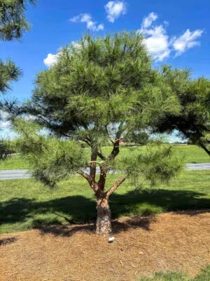 Compact Japanese Red Pine #16