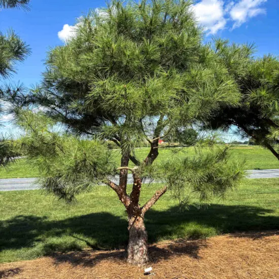 Compact Japanese Red Pine #16 2 Compact Japanese Red Pine #16 Pdt0016 1