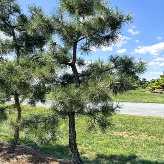 Japanese Black Pine #44 Pt0044 1