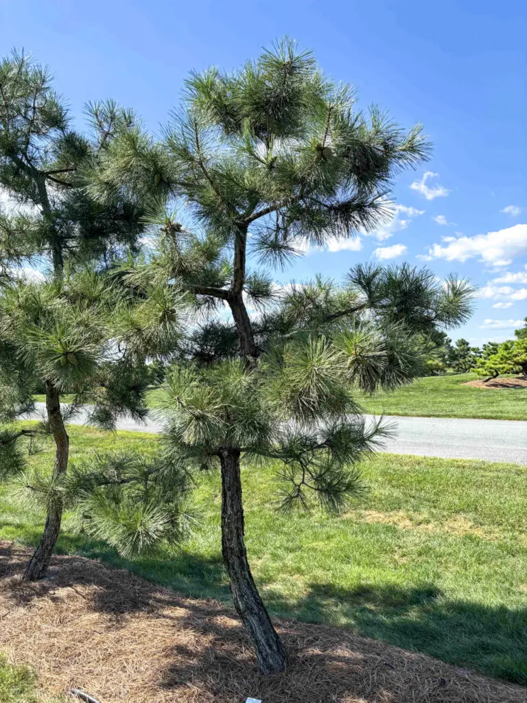 Ornamental Pine Catalog 35 Japanese Black Pine #44