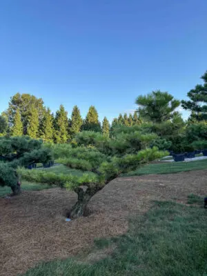 Dwarf Japanese Black Pine #5