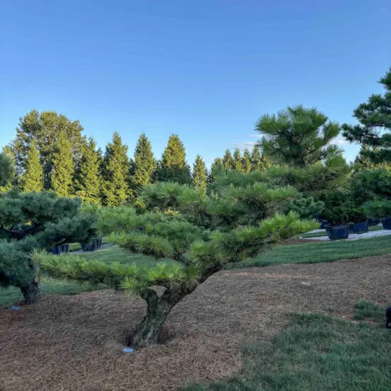 Dwarf Japanese Black Pine #5 Ptb0005 1 1