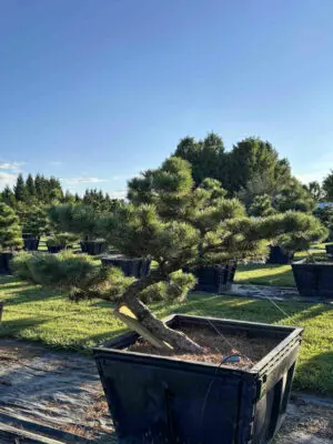 Dwarf Japanese Black Pine #20