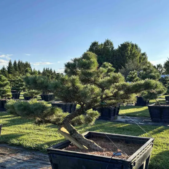 Dwarf Japanese Black Pine #20 Ptb0020 1