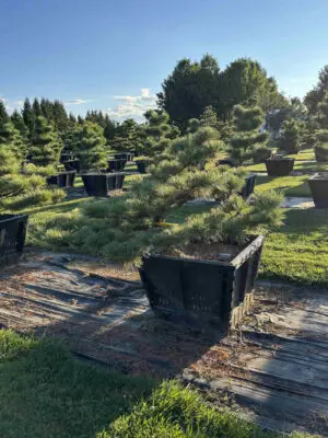 Dwarf Japanese Black Pine #25