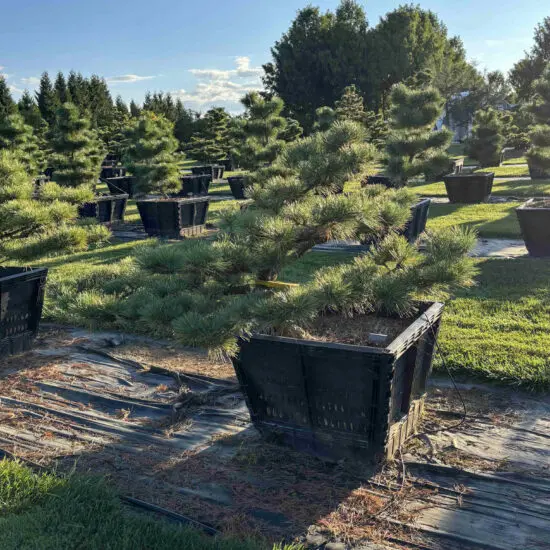 Dwarf Japanese Black Pine #25 Ptb0025 1