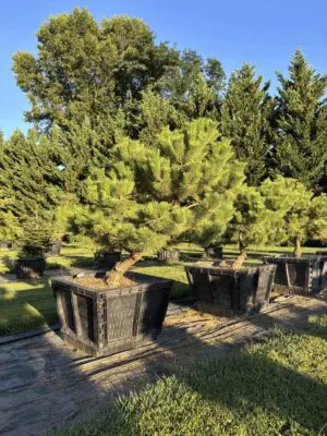 Dwarf Japanese Black Pine #69