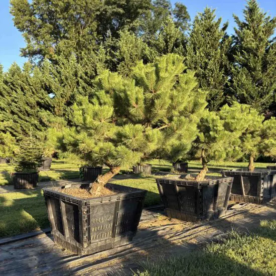 Dwarf Japanese Black Pine #69 Ptb0069