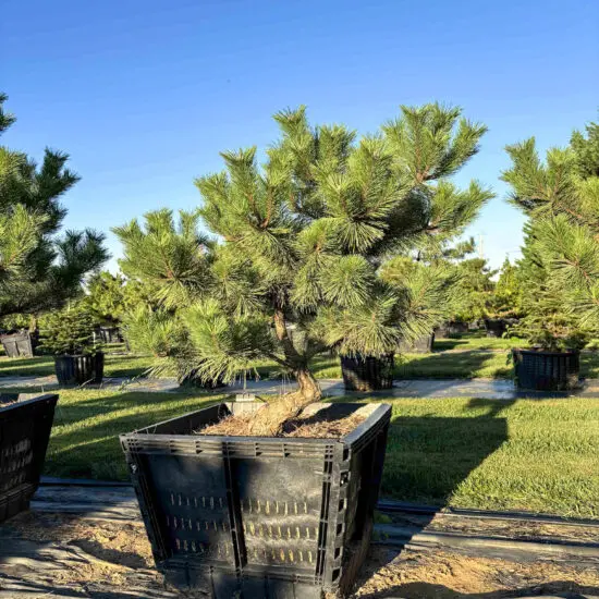 Dwarf Japanese Black Pine #70 Ptb0070 1