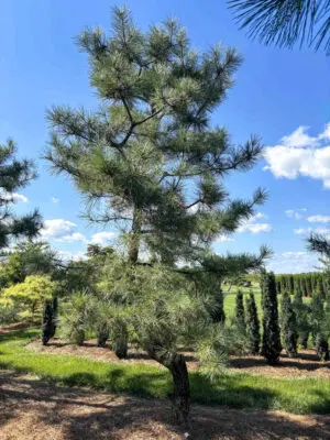 Japanese Black Pine #1