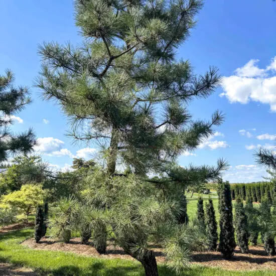 Japanese Black Pine #1 Ptr0001 1