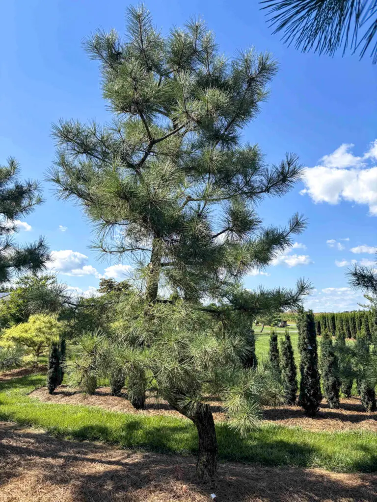 Ornamental Pine Catalog 29 Japanese Black Pine #1