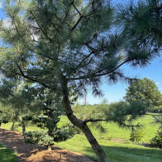 Japanese Black Pine #4 Ptr0004 1 1