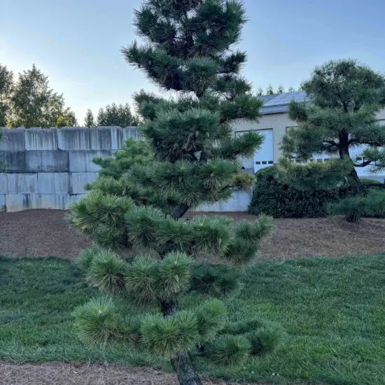 Compact Japanese Black Pine #5 Ptt0005 1