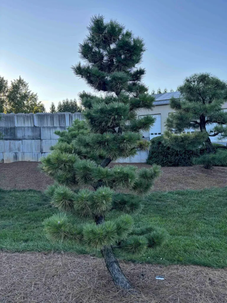 Ornamental Pine Catalog 21 Compact Japanese Black Pine #5