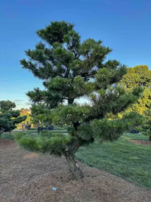 Compact Japanese Black Pine #14