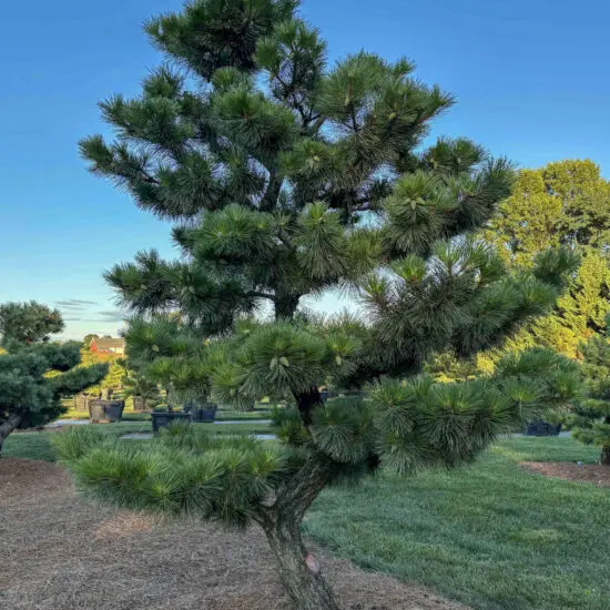 Compact Japanese Black Pine #14 Ptt0014