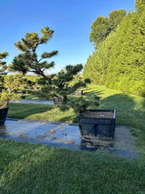 Compact Japanese Black Pine #20