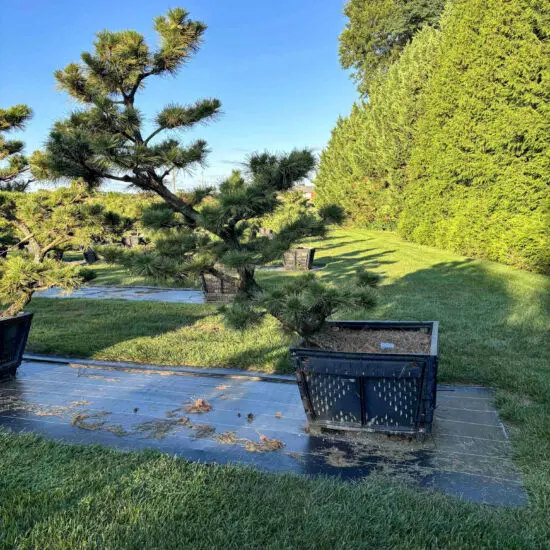 Compact Japanese Black Pine #20 Ptt0020