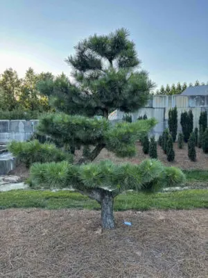 Compact Japanese Black Pine #29