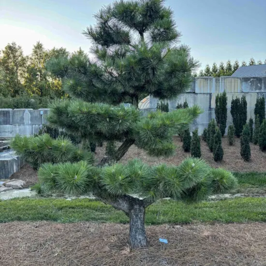 Compact Japanese Black Pine #29 Ptt0029 1