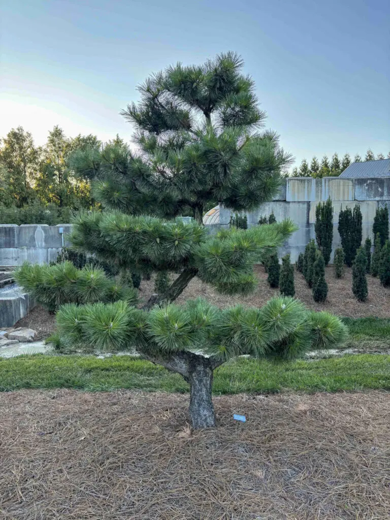 Ornamental Pine Catalog 18 Compact Japanese Black Pine #29
