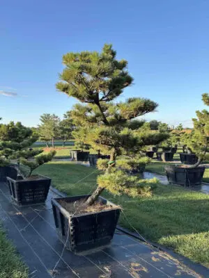 Compact Japanese Black Pine #49