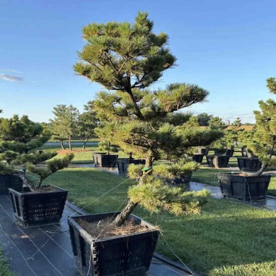 Compact Japanese Black Pine #49 Ptt0049