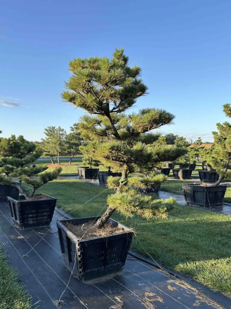 Ornamental Pine Catalog 20 Compact Japanese Black Pine #49