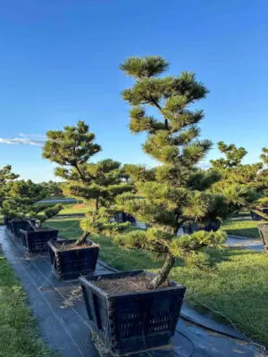 Compact Japanese Black Pine #52