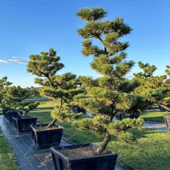 Compact Japanese Black Pine #52 Ptt0052