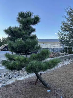 Compact Japanese Black Pine #63