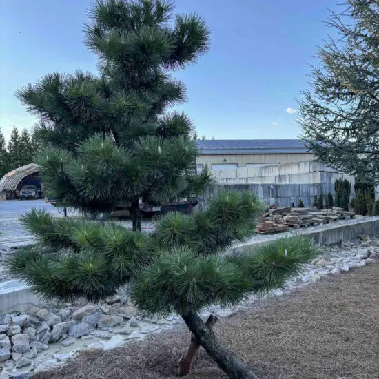 Compact Japanese Black Pine #63 Ptt0063 1 1