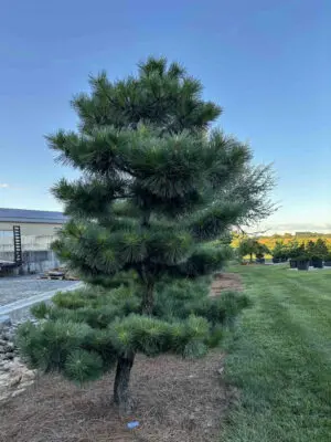 Compact Japanese Black Pine #65