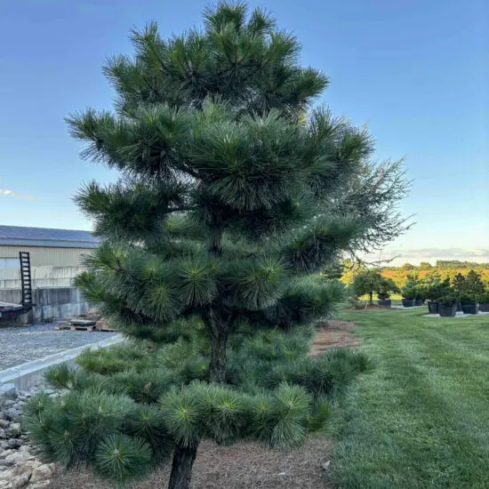 Compact Japanese Black Pine #65 Ptt0065