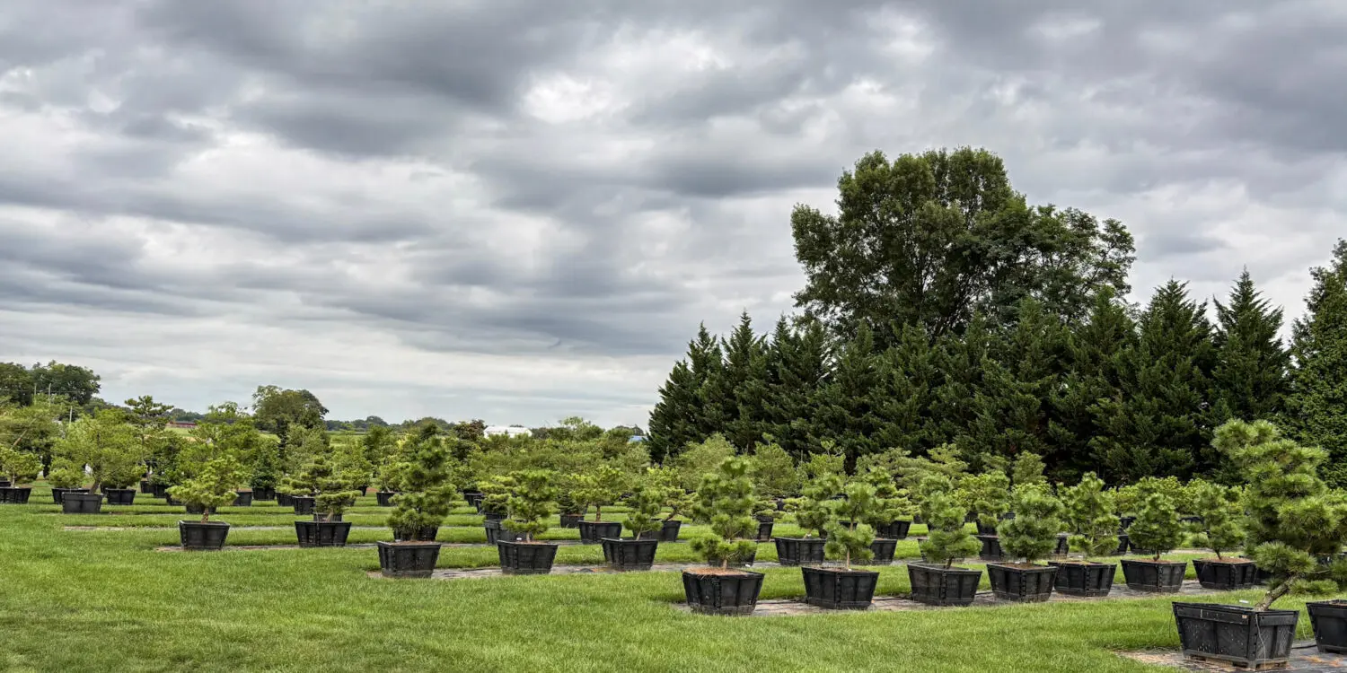 Ornamental Pine Catalog Down Net Http20251218 245 D6S67A 1 Scaled