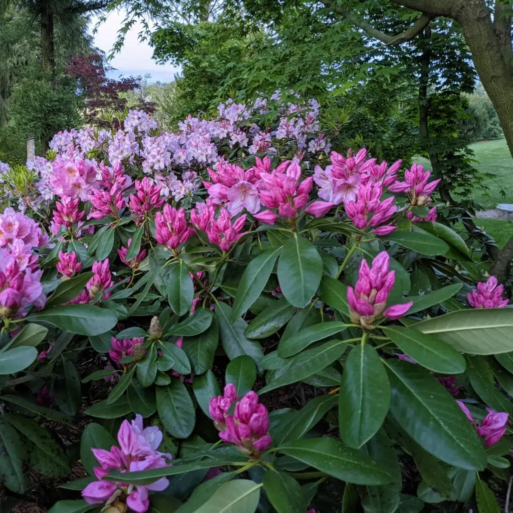 Want To Live Longer? Build A Garden! 594447505 1604199443869096 6894325017262992273 N